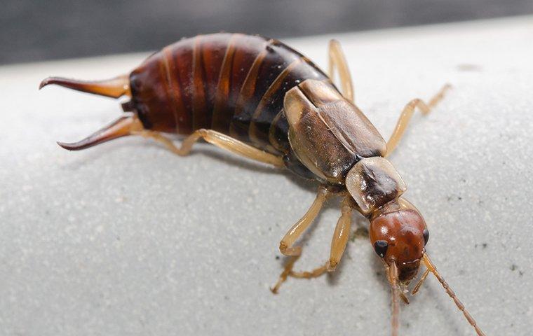 Blog - All About The Little-Known North Carolina Earwig