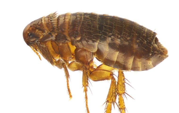 a cat flea jumping onto a pet