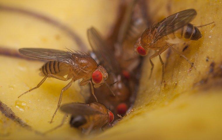 several fruit flies on food in a home
