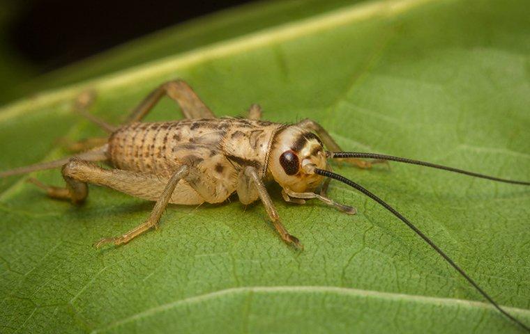 a house cricket on a house plant