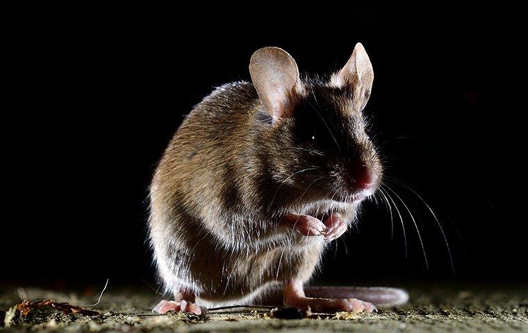 house mouse in the dark