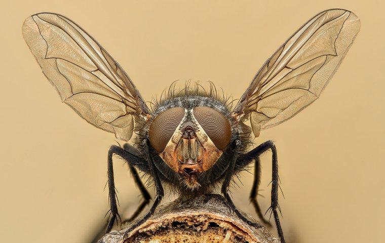housefly about to fly away