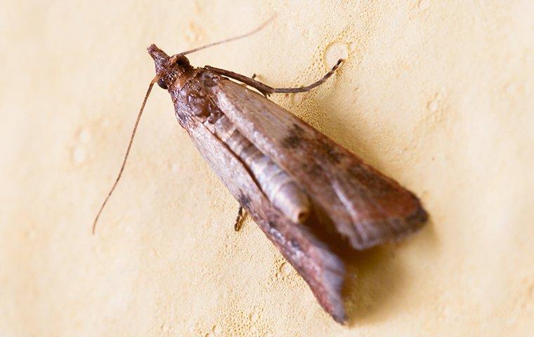 Indian Meal Moth Pantry Pest 