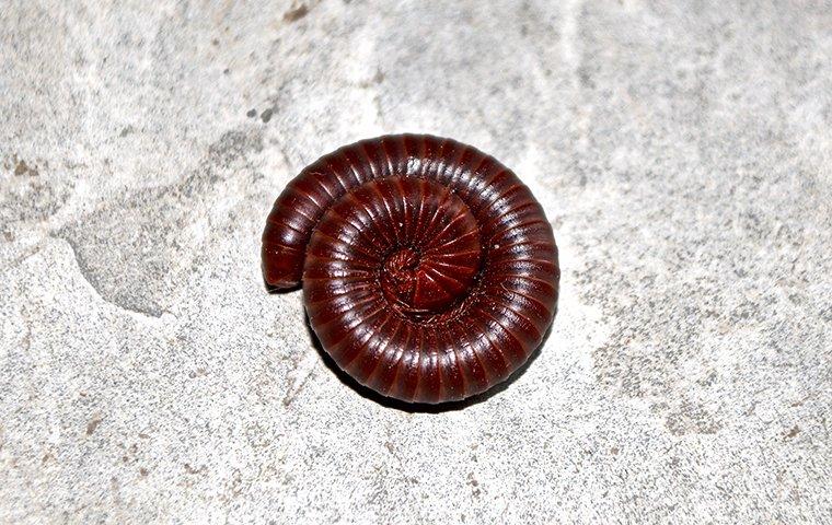 a lillipede curled up on a cement floor
