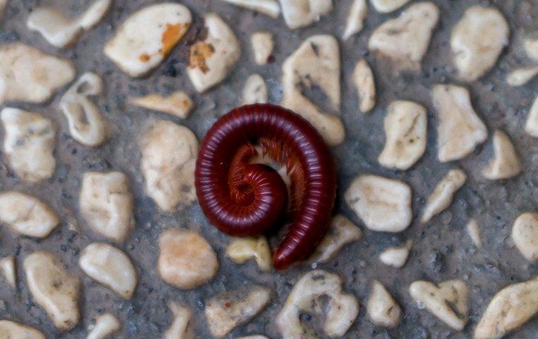 a millipede curlled upon a patio