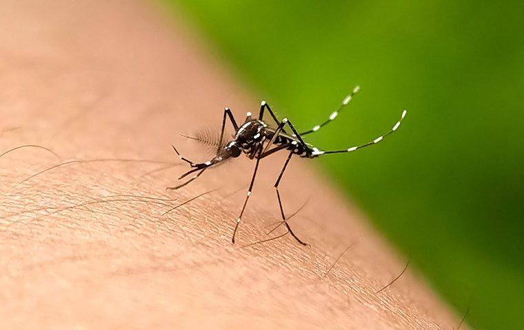 a mosquitoe biting on human skin