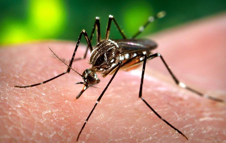 a mosquito biting skin
