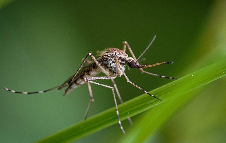 a mosquito landing on a blade of grass