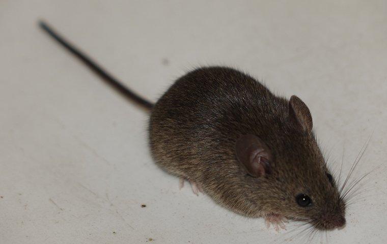 a mouse crawling inside a home