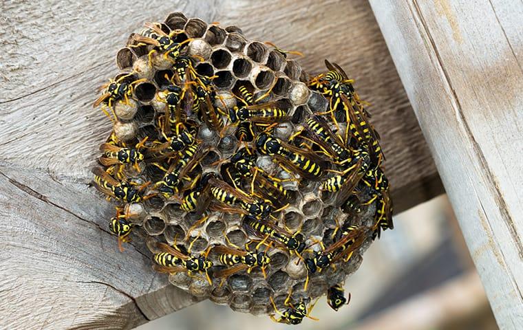 dozens of paper wasps on their nest