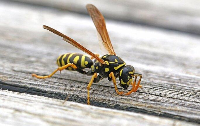 paper wasp on picnic table