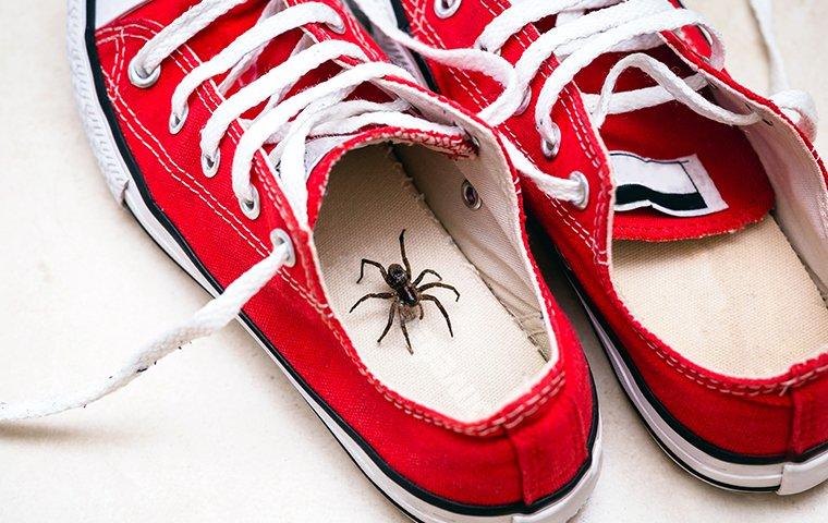 a wolf spider hiding inside a shoe