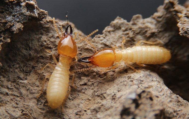 a colony pf termites crawling on wood