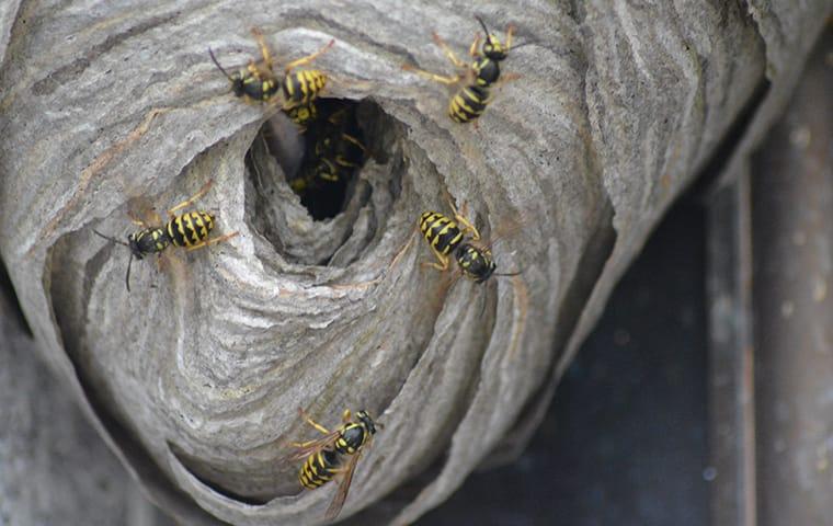 wasp nest with wasps crawling around