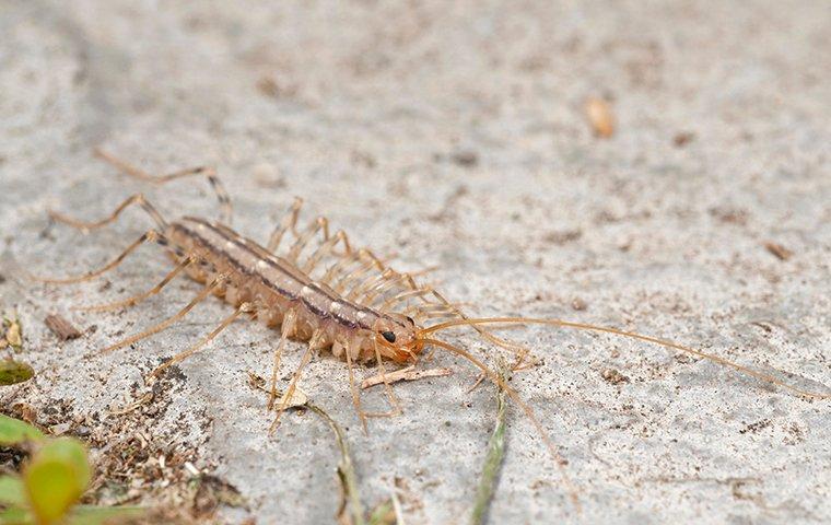 a centipede crawling inside of a home in raleigh north carolina