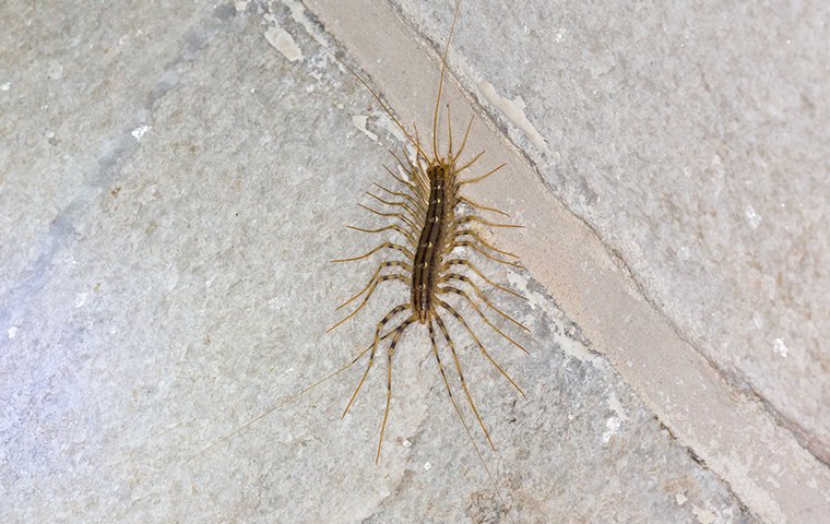 a centipede crawling on a surface inside of a home in winston salem north carolina