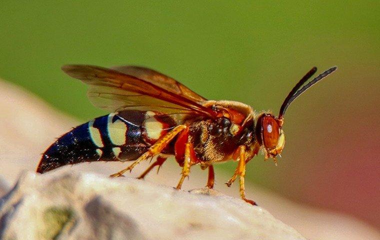 a cicada killer wasp outside of a home in winston salem north carolina