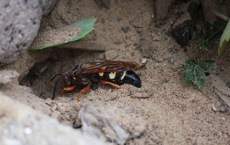 cicada killer