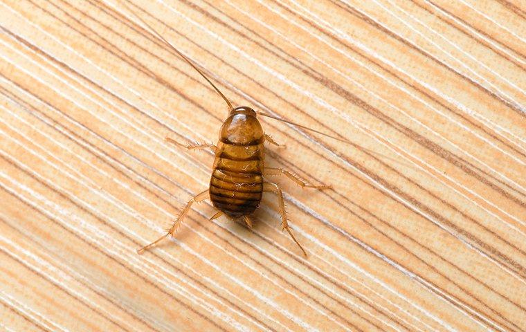 a cockroach crawling on the floor of a home in charleston south carolina