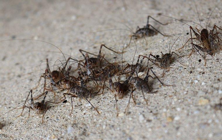 a swarm of crickets outside of a home in fort mill south carolina