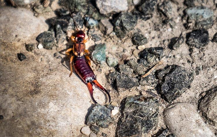 an earwig crawling in the dirt outside of a home in charlotte north carolina
