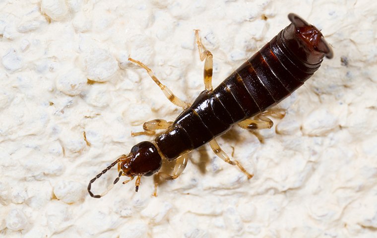 an earwig crawling on a surface inside of a home in greensboro north carolina