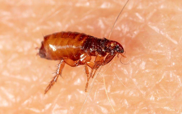 a flea on human skin inside of a home in raleigh north carolina