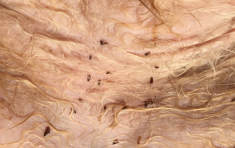 fleas feeding on a dog inside of a home in winston salem north carolina