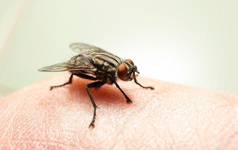 a fly on human skin inside of a home in winston salem north carolina