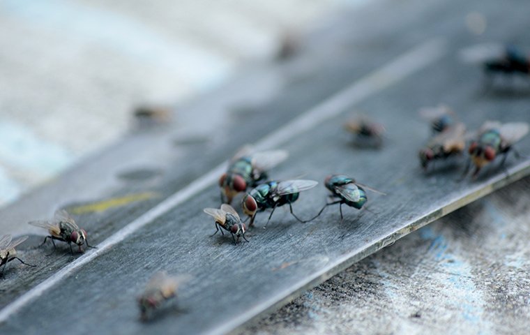 a group of flies crawling on a surface inside of a home in charleston south carolina