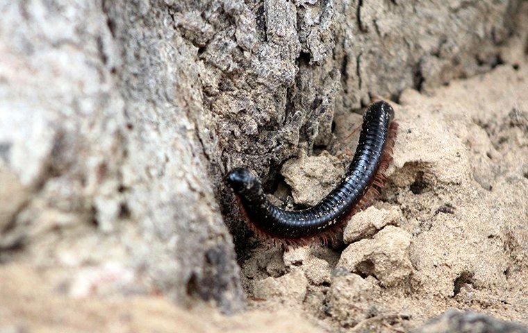 a millipede crawling outside of a home in fort mill south carolina