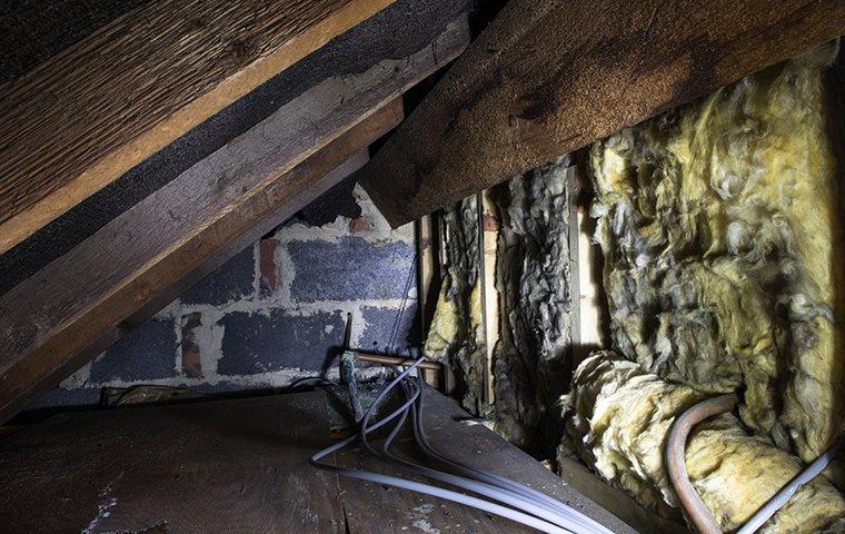 insulation and a staircase damaged by moisture inside of a home in charlotte north carolina