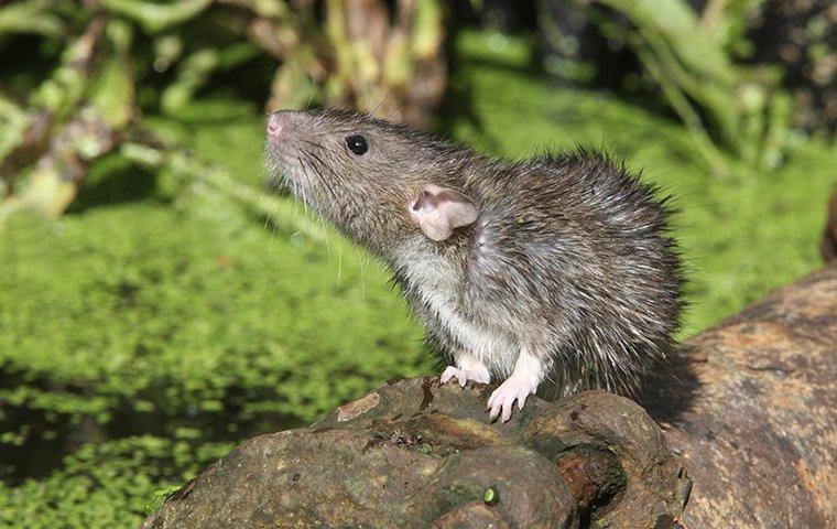 a rat outside of a home in greensboro north carolina
