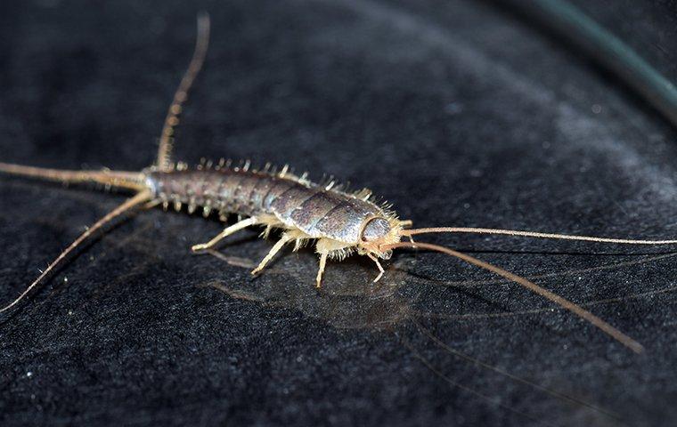 a silverfish crawlin gon a surface inside of a home in raleigh north carolina