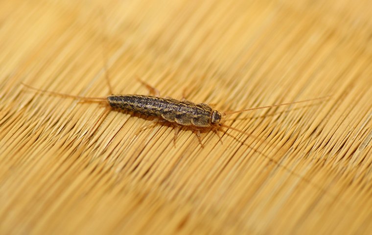 a silverfish crawling on a surface inside of a home in winston salem north carolina