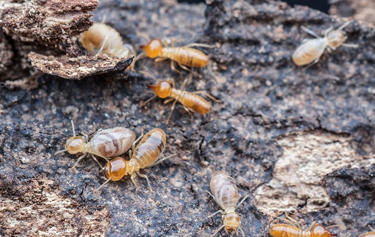 a colony of termites outside of a home in fort mill south carolina