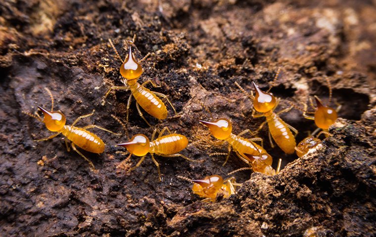 grounded termite download