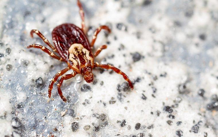 a tick crawling on a surface outside of a home in fort mill south carolina