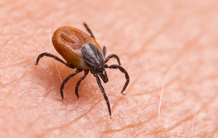 tick identification washington state