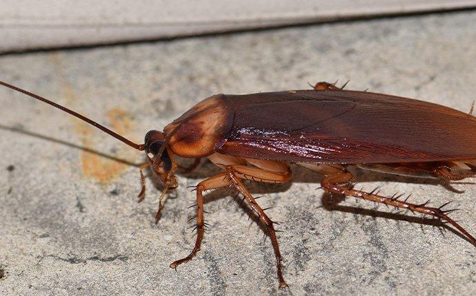 american cockroach on concrete