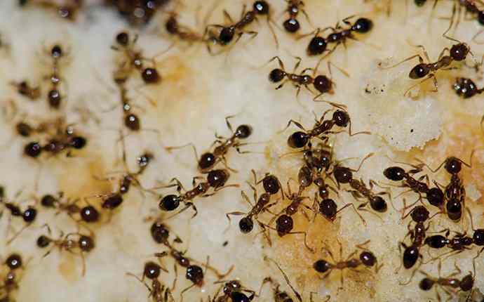 argentine ants on bread