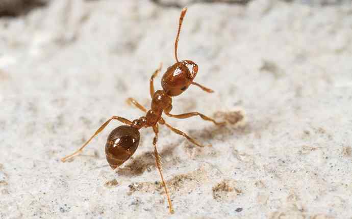 a fire ant on a rock