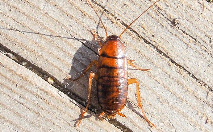 asian cockroach on wood