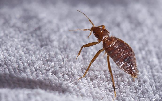 bed bug on rug