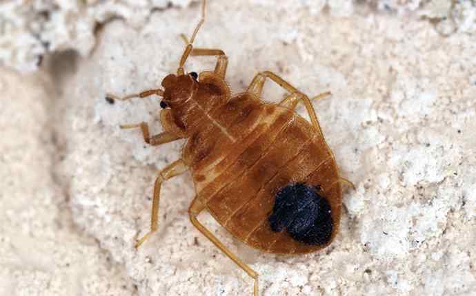 a bed bug near a home in florida