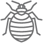 bed bug