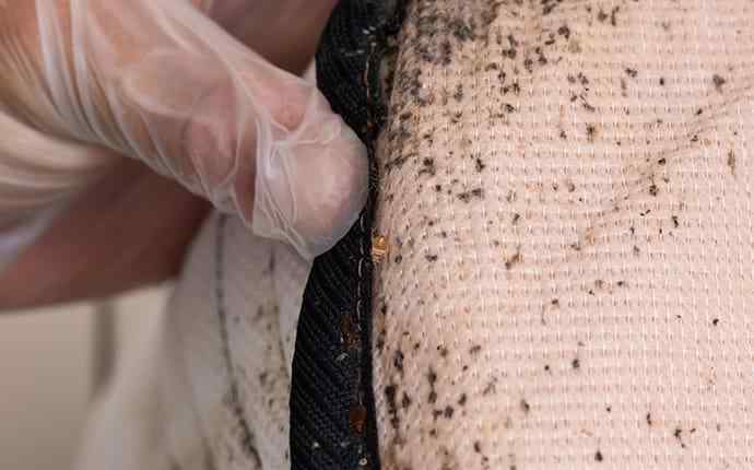a bed bug infestation in tequesta florida