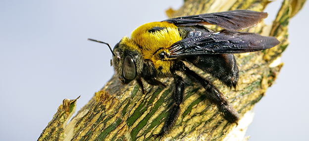 black-and-yellow-carpenter-bee