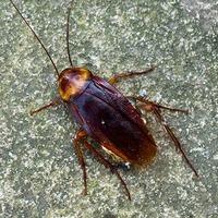 american cockroach on a rock