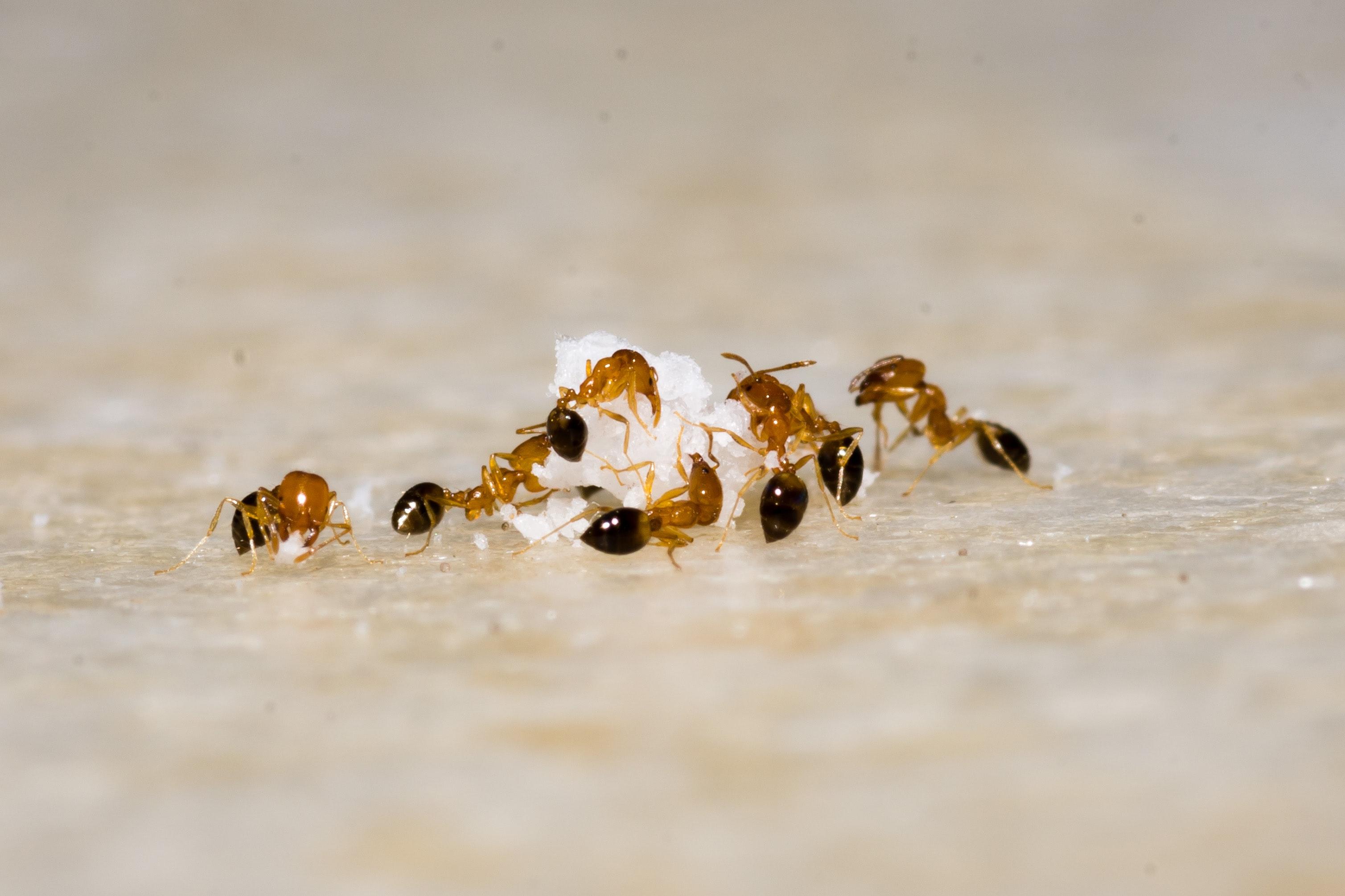 pile-of-ants-on-food